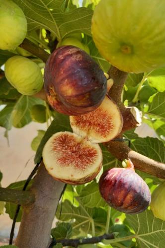 التين المنقاوي