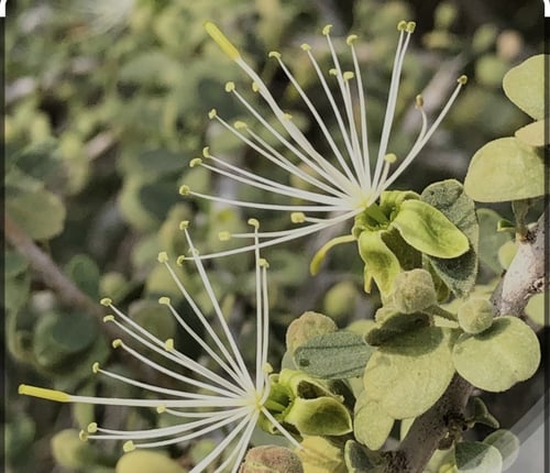 عسل سرح 500جرام