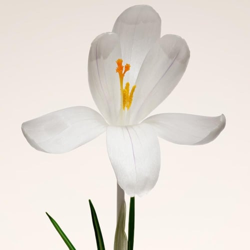 أرماني ماء عطر أرماني بريفيه عود ناكريه