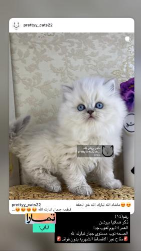 ذكر-هملايا بيرشن شامل الاغراض