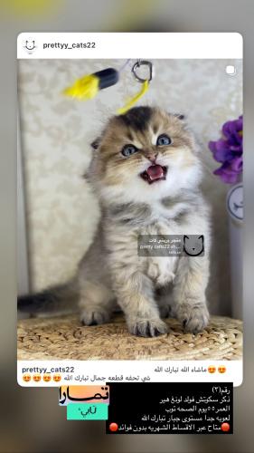 ذكر-سكوتش فولد لونغ هير شامل الاغراض