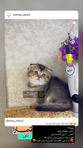انثى-سكوتش فولد شامل الاغراض