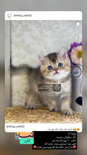 ذكر-سكوتش ستريت شامل الاغراض