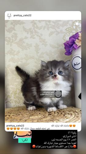 انثى-شيرازي شامل الاغراض