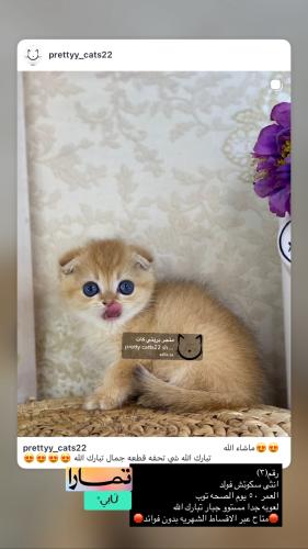 انثى-سكوتش فولد شامل الاغراض