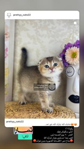 انثى-سكوتش فولد شامل الاغراض