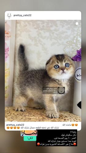 ذكر-سكوتش فولد شامل الاغراض