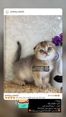 انثى-سكوتش فولد شامل الاغراض