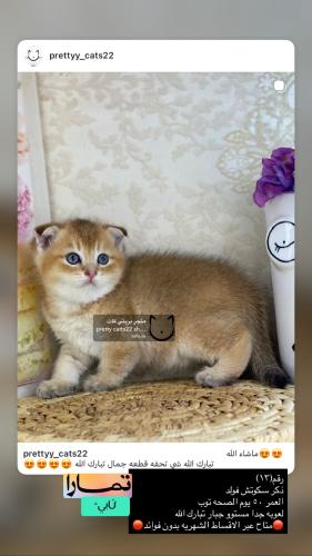 ذكر-سكوتش فولد شامل الاغراض