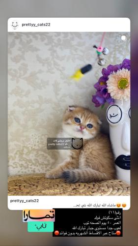 انثى-سكوتش فولد شامل الاغراض