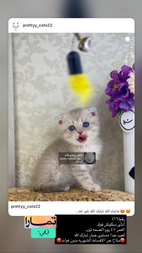 انثى-سكوتش فولد شامل الاغراض