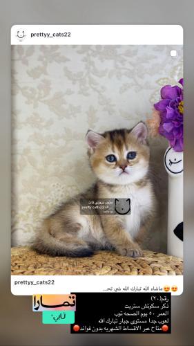 ذكر-سكوتش ستريت شامل الاغراض