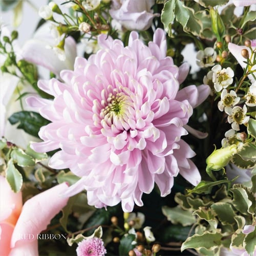 جنتي الحنان