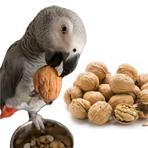 جوز بقشره للببغاوات الكبيرت 250g