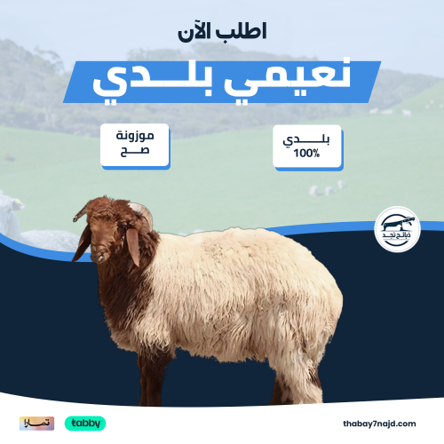 خروف نعيمي بلدي (20-23 كجم)