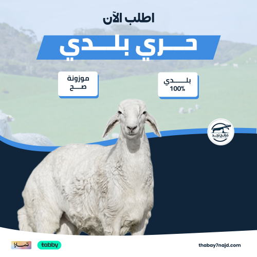 خروف حري بلدي (20-23 كجم)