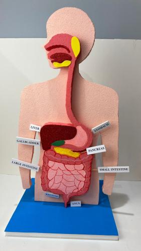 مجسم الجهاز الهضمي