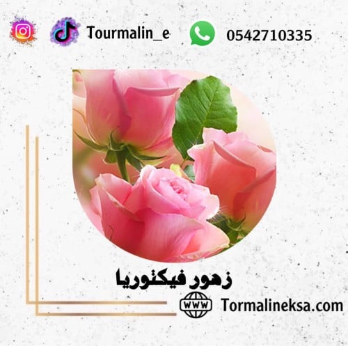 زيت عطري -زهور فيكتوريا -120 مل