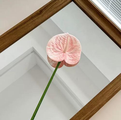 ورد انثريوم