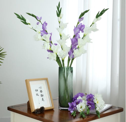 قلاديولاس غصن (1)