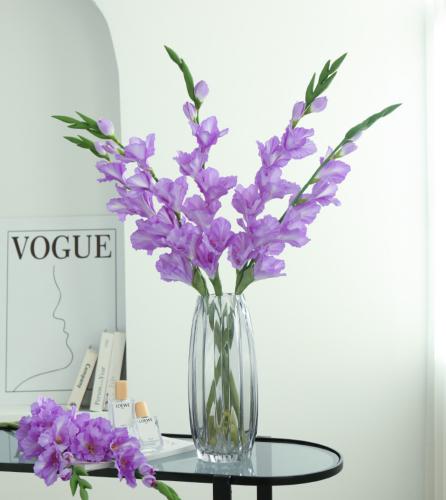 قلاديولاس غصن (1)