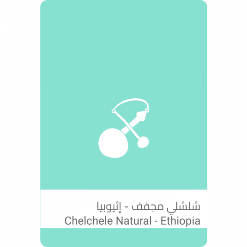 شلشلي - سلالات القهوة