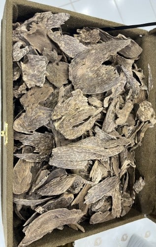 عود سيلاني سوبر