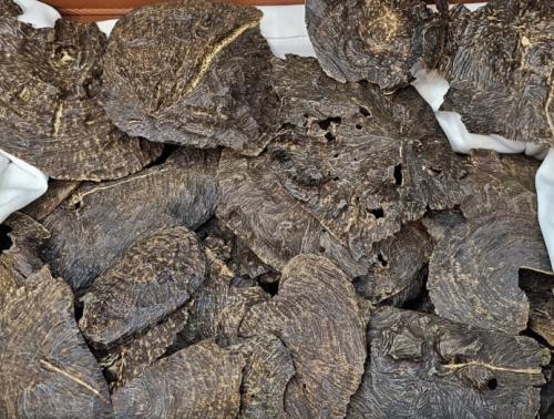 هينان غابات دبل وتربيل