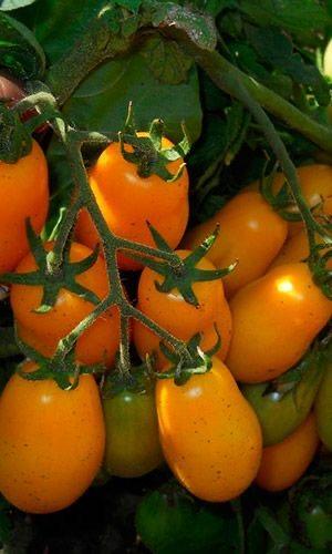 بذور طماطم ديني الكرزية - TOMATO DYNNYY r