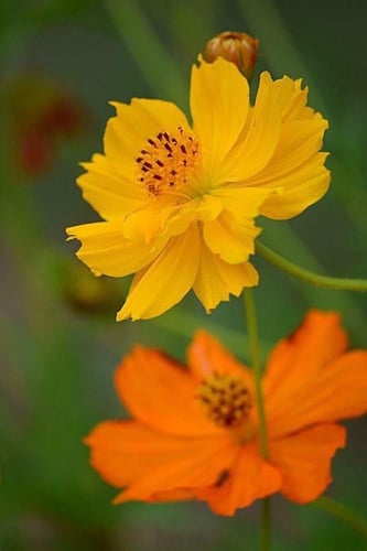 بذور زهور كوزموس برتقالي واصفر مزدوج - Double oran...