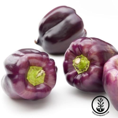 بذور فلفل الجمال البنفسجي حلو -Purple Beauty Sweet...