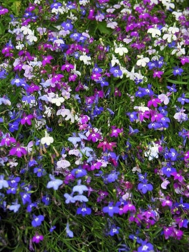 بذور زهور اللوبيليا سلسلة من اللؤلؤ الملونة -Lobel...