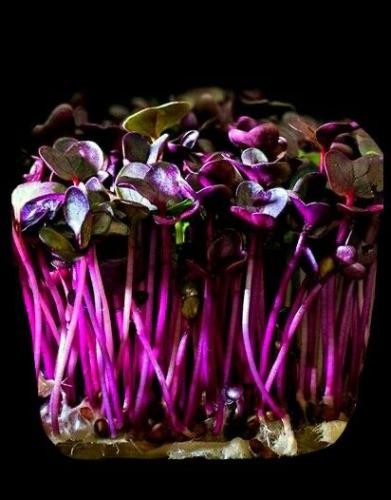 بذور ميزونا الاحمر للمايكروجرينز والأستنبات - Red...