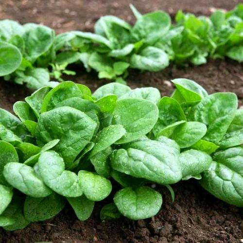 بذور سبانخ شاطئ البحر بطيئ الإزهار هجين -Slow-flow...