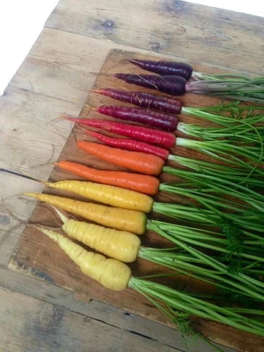 بذور مزيج الجزر قوس قزح - Rainbow Blend Carrot