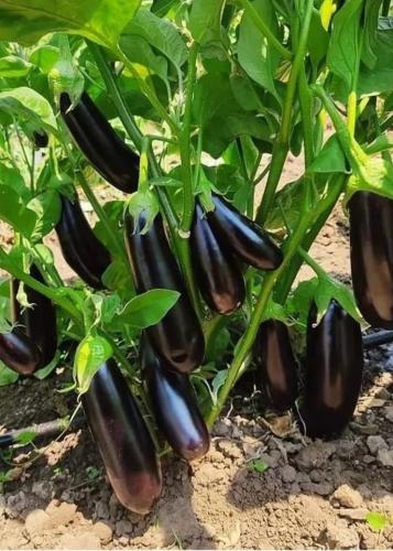 بذور باذنجان أرجواني طويل - long purple eggplant
