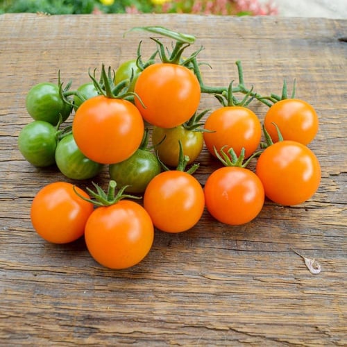 بذور الطماطم الكرزي قطعة الذهب -حائزة على جائزة ال...