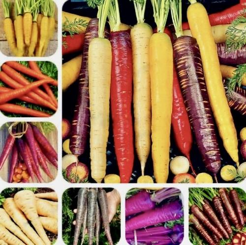 بذور مزيج الجزر قوس قزح - Rainbow Blend Carrot