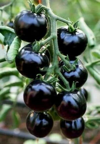 بذور طماطم الكرة السوداء - Black ball tomato seeds
