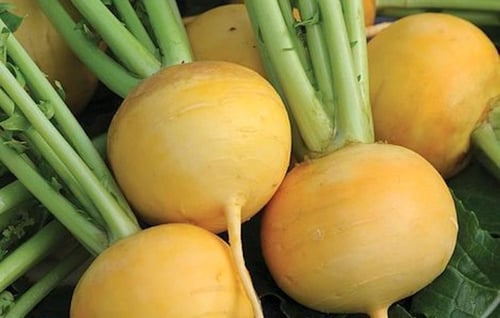 بذور اللفت الذهبي العضوي جولدانا ( شلغم ) - Organi...