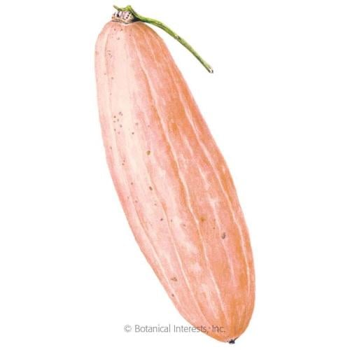 بذور قرع الموز الوردي الشتوي جامبو ( عضوي ) - Squa...