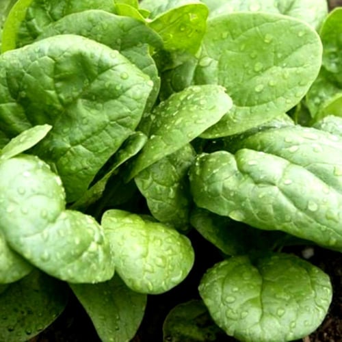 بذور سبانخ شاطئ البحر بطيئ الإزهار هجين -Slow-flow...