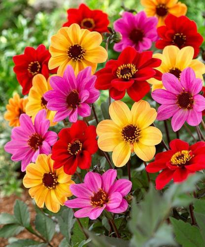 بذور زهور داليا ميجنون الربيعية -Spring Dahlia Mig...