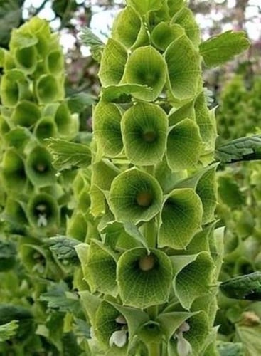 بذور زهور أجراس أيرلندا - Bells of Ireland Seeds