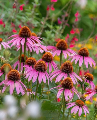 بذور زهور إشنسا ( القنفدية ) - زهرة المخروط الأرجو...
