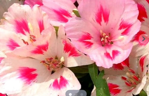 بذور زهرة جوديتا روزوڤ -Judeta rosea flower seeds