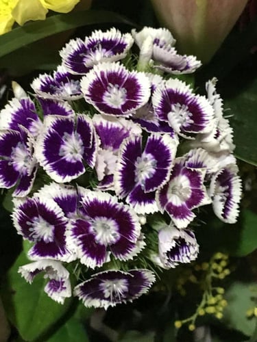 بذور زهور القرنفل اللطيف بينوكيو (سويت وليام )-Cut...