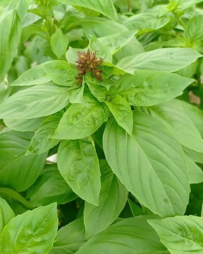 بذور ريحان عراقي - Iraqi basil seeds