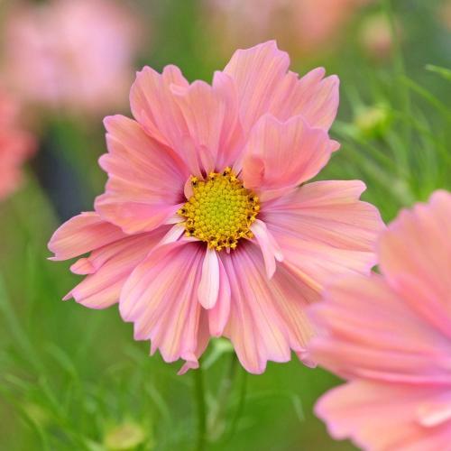 بذور زهور كوزموس المشمش - Apricot Cosmos Flower Se...