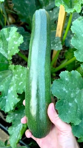 بذور كوسا بلاك بيوتي BLACK BEAUTY (عضوي) - Black B...